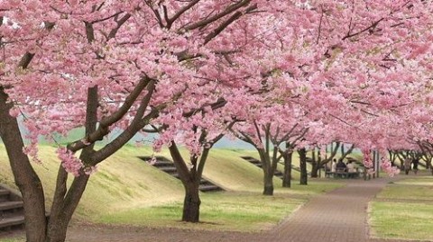 J1综述：三记头球难换一胜，北海道札幌冈萨多3-3逼平大阪樱花